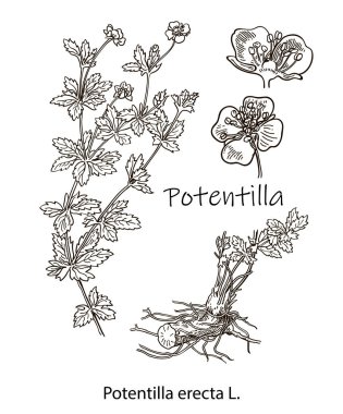 Tıbbi bitkilerin vektör görüntüleri. Tasarımın için detaylı botanik çizimi. Biyolojik katkı maddeleri öyle. Sağlıklı bir yaşam tarzı. Potentilla