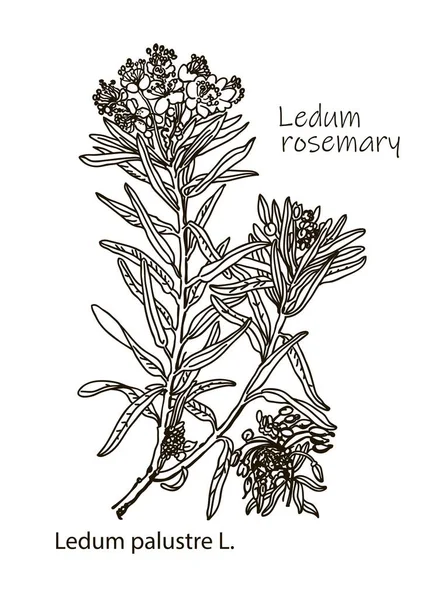Gyógynövények Kórokozó Átvivője Részletes Botanikai Illusztráció Design Vad Rosemary Rhododendron — Stock Vector
