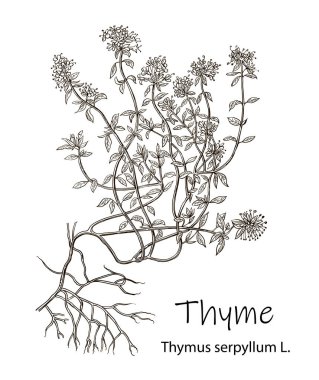 Vektör suluboya kekik. Botanik Çizimi. Suluboya. Vektör çizimi. Tebrik kartları, davetiyeler ve diğer yazdırma projeleri için resim.