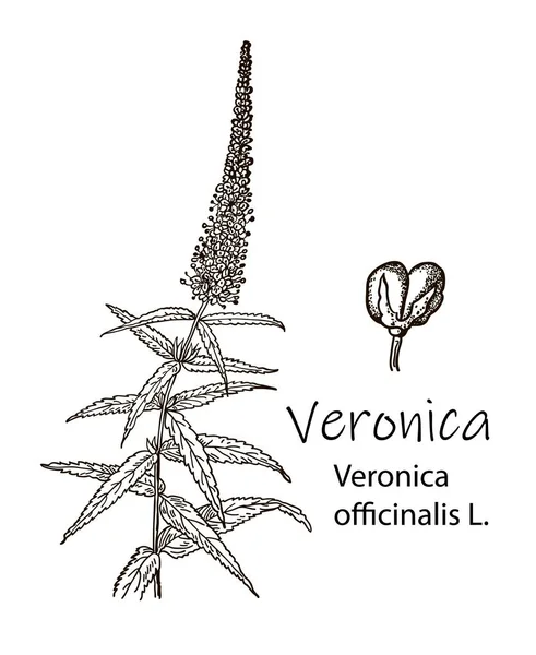 ヒース スピードウェル ヴェロニカ オフィシナリス または一般的な Gypsyweed ポールズ ベトニー 薬用植物 手描き植物のベクトル図 — ストックベクタ
