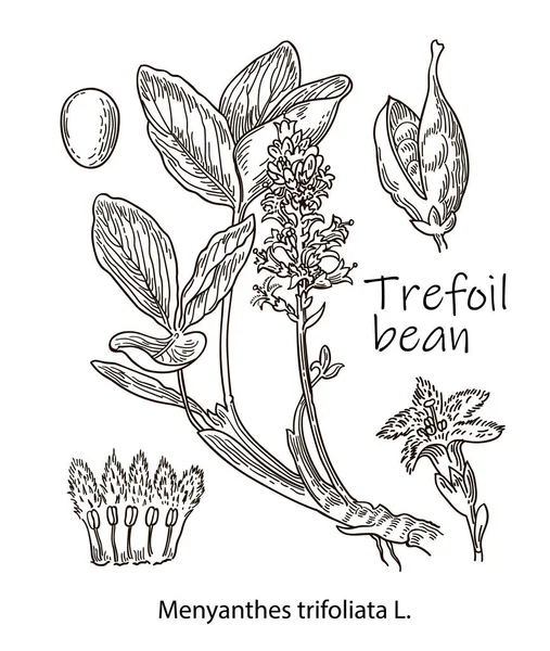 Trefoil Bean Vintage Engraved Illustration More Realistic Botanical Vector Illustration — Διανυσματικό Αρχείο