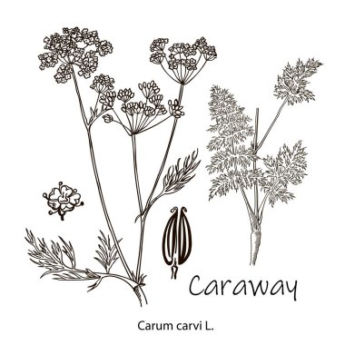 Caraway vektör el çizimi çizim seti. İzole edilmiş baharat nesnesi. İşlenmiş çeşni. Detaylı organik ürün skeci. Yemek aromalı malzeme. Etiket, işaret, simge için harika