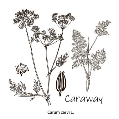 Caraway vector hand drawn illustration set. Isolated spice object. Engraved style seasoning. Detailed organic product sketch. Cooking flavor ingredient. Great for label, sign, icon clipart