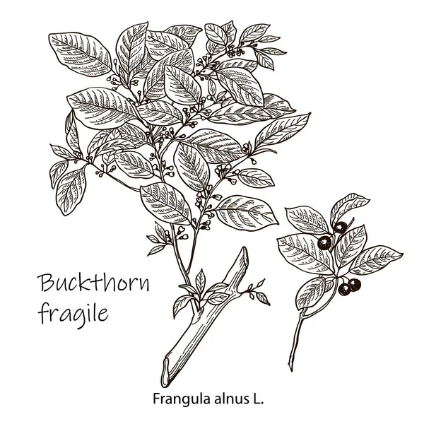 Frangula Alnus Zioło Narysowane Ręcznie Ilustracja Roślin Botanicznych Szkic Ziołach — Wektor stockowy
