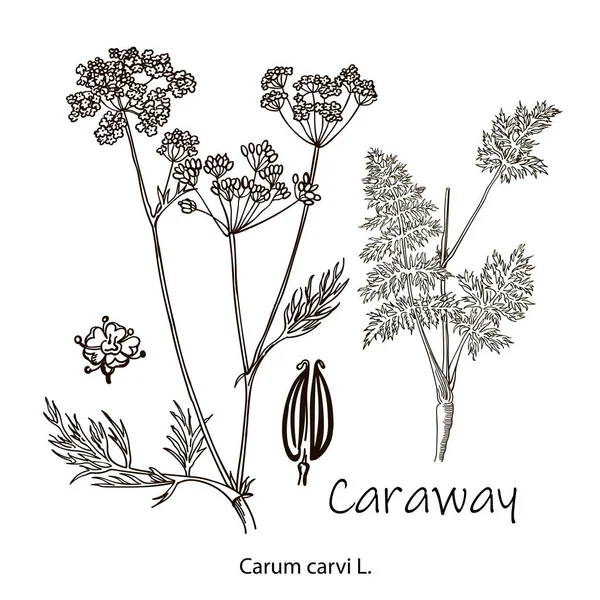 Caraway Vector Hand Getekend Illustratie Set Geïsoleerd Kruidenobject Gegraveerde Stijl — Stockvector