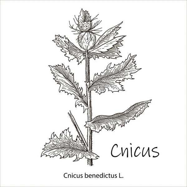 Błogosławiony Oset Cnicus Benedictus Roślina Lecznicza Ręcznie Rysowany Wektor Botaniczny — Wektor stockowy