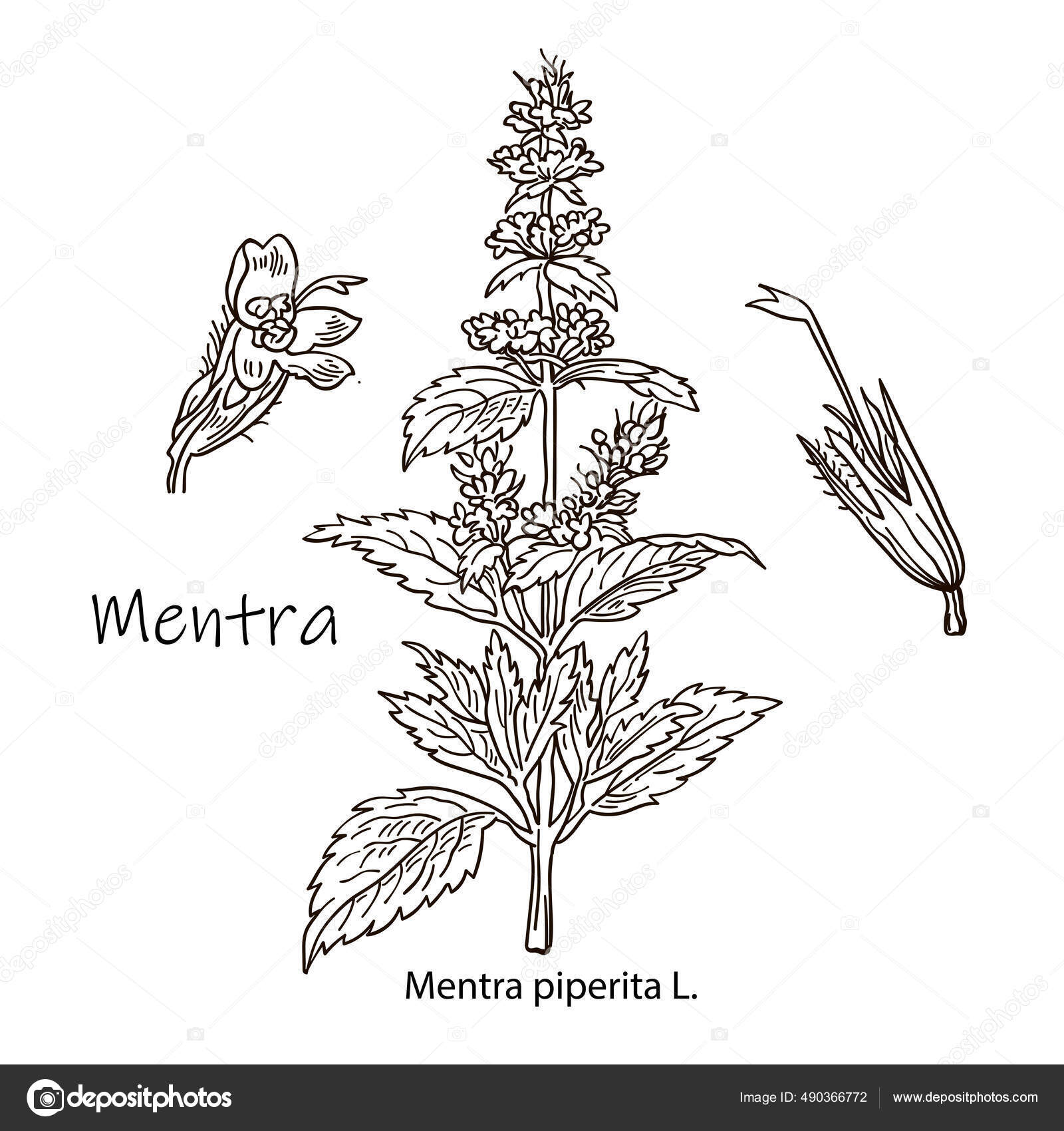 Vettoriale stockMenta, disegno botanico. Set di tisane. Disegnato a mano.  Pianta medicinale. di ©FarbaKolerova #490366772, image size:1600x1700