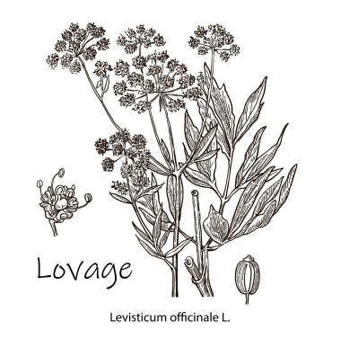 Lovage-levisticum officinale, aşçılık ve şifalı ot. El çizimi botanik vektör çizimi