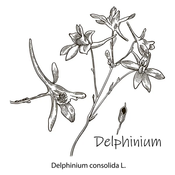 Kwiaty Zarysu Wektora Pole Delphinium Lub Larkspur Jest Symbolem Skromności — Wektor stockowy
