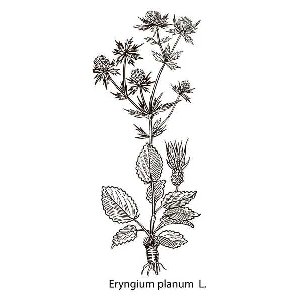Kreslení Obrázek Izolát Bílém Pozadí Eryngium Pole Rostlina Bodlák Skica — Stockový vektor
