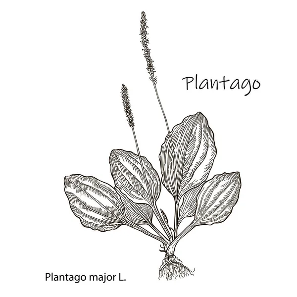 Grande bananeira. Plantago major - planta medicinal. Ilustração vetorial botânica desenhada à mão — Vetor de Stock
