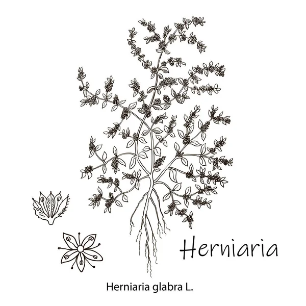 Herniaria glabra,薬用植物.手描きの植物ベクターイラスト — ストックベクタ