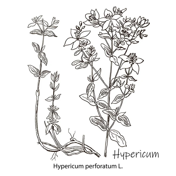 St. Johns féregvektor rajz készlet. Izolált hypericum vad virág és levelek. Gyógynövényes vésett stílus illusztráció. Részletes botanikai vázlat tea, szerves kozmetikai, orvostudomány, aromaterápia — Stock Vector