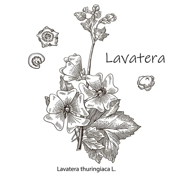 Skissa den blommande lavateran. Vektorillustration. Blommig botanisk blomma. Isolerat illustrationselement. vektor hand ritning vildblomma för bakgrund. — Stock vektor