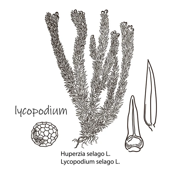 Huperzia selago.Herbaceous növény szerepel a piros könyvben.Nagyon mérgező .Elszigetelt rajz.Gyógyszer.Természet. — Stock Vector