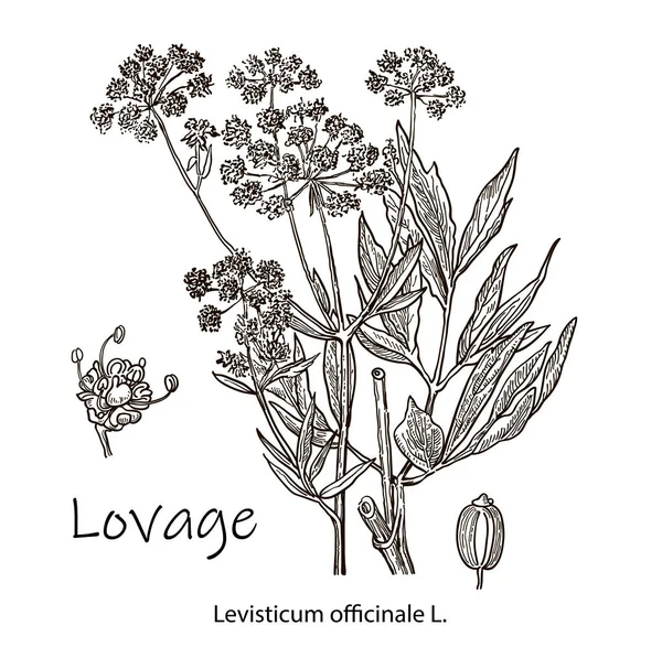 Lovage -levisticum officinale, kulinářské a léčivé byliny. Ručně kreslená botanická vektorová ilustrace — Stockový vektor