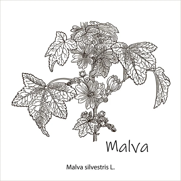 Obyčejný Mallow nebo Malva Sylvestris, s květinami, vyrytým reliéfem. Botanická ilustrace rostlin. — Stockový vektor