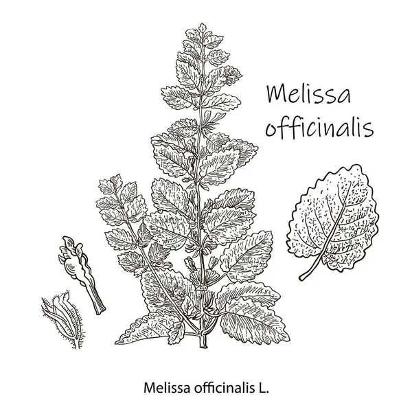 Ramo Melissa Officinalis con foglie e fiori isolati su fondo bianco. Raccolta di erbe mediche. Illustrazione vettoriale disegnata a mano incisa. — Vettoriale Stock