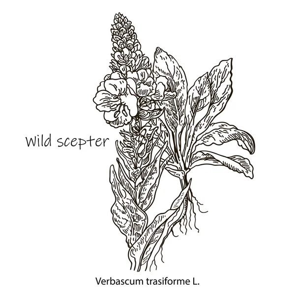 Outline drawing of a wild scepter. A plant hand drawing. Black and white flowers and leaves. Botanical vector illustration. — Stock Vector