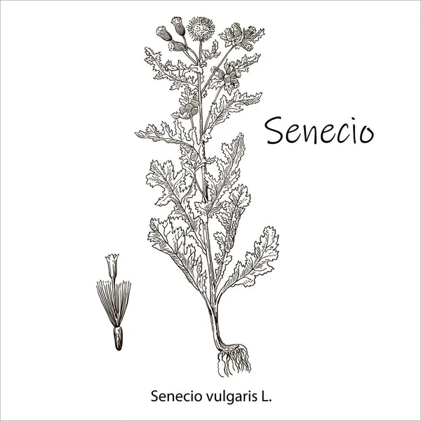 Senecio vulgaris. Vektor tangan menggambar herbal. Ilustrasi tanaman botani. Sketsa ramuan obat vintage. - Stok Vektor