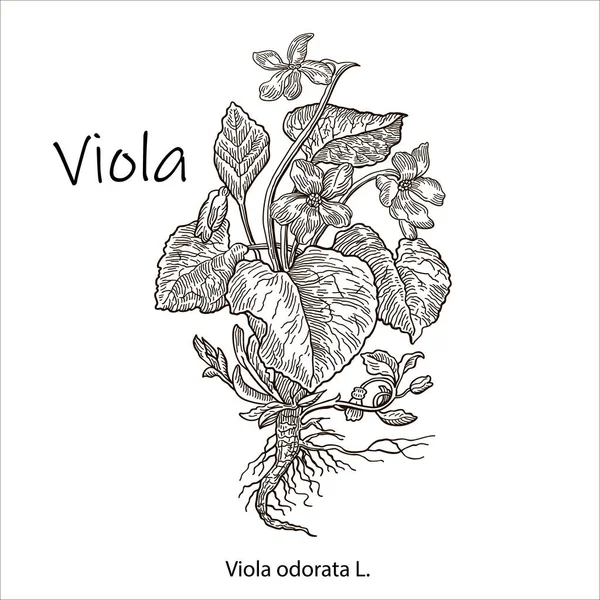 Viola odorata. Illustrazione vettoriale disegnata a mano di violette su sfondo bianco. Erba selvatica e fiori. Illustrazione botanica — Vettoriale Stock