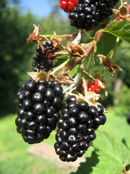 Blackberry cresce in giardino. Mora matura e acerba su uno sfondo di cespuglio di bacche. Farmacia naturale. Alimenti biologici. — Foto Stock