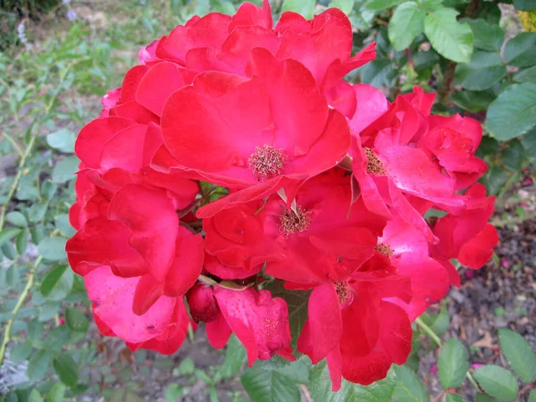 Czerwona róża kwiaty na krzewie róży w ogrodzie w lecie — Zdjęcie stockowe