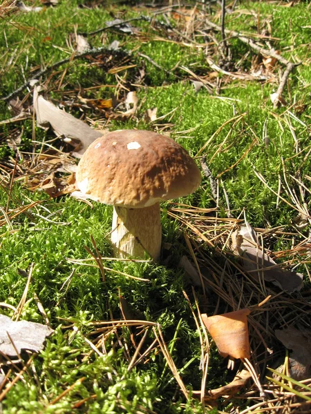 Cogumelo Boletus na natureza. Cogumelo branco na floresta de outono. Fungo branco crescendo na natureza. — Fotografia de Stock