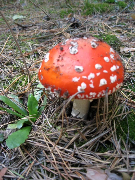 Κόκκινη μύγα αγαρικό μανιτάρι ή toadstool στο γρασίδι. Λατινικό όνομα είναι Amanita muscaria. Τοξικά μανιτάρια — Φωτογραφία Αρχείου