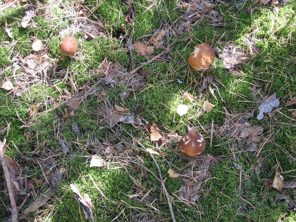 Болетус гриб в дикой природе. Белый гриб в осеннем лесу. Белые грибы растут в дикой природе. — стоковое фото