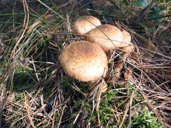 Des champignons. La forêt ukrainienne est riche en champignons. — Photo