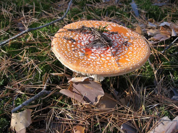 Красная муха агарический гриб или жаба стул в траве. Латинское имя Amanita muscaria. Ядовитый гриб — стоковое фото