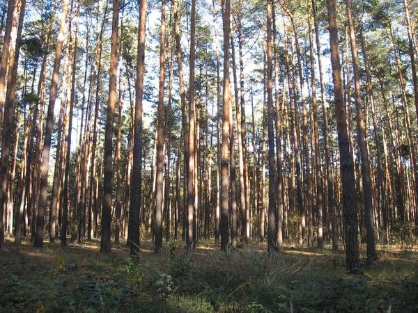 O sol brilha através das árvores na floresta de pinheiros em um dia claro de verão — Fotografia de Stock