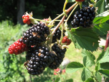 Blackberry bahçede yetişiyor. Böğürtlenli ve olgunlaşmamış böğürtlen. Doğal eczane. Organik yiyecekler.