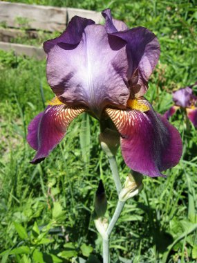 Bahçede renkli irisler, çok yıllık bahçe. Bahçıvanlık. Ukrayna Bahçesi 'nde mor irislerden oluşan bir grup sakallı iris..