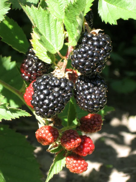 Blackberry grows in the garden. Ripe and unripe blackberry on a background of berry bush. Natural pharmacy. Organic food.