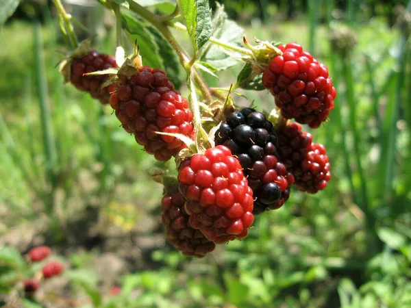 Blackberry crece en el jardín. Mora madura e inmadura sobre un fondo de arbusto de bayas. Farmacia natural. Alimentos ecológicos. — Foto de Stock