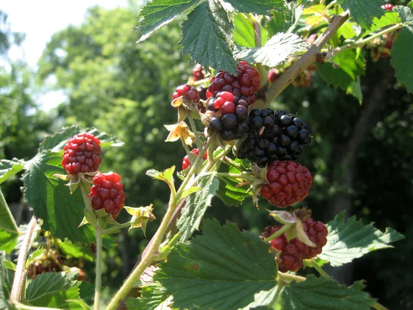 Blackberry crece en el jardín. Mora madura e inmadura sobre un fondo de arbusto de bayas. Farmacia natural. Alimentos ecológicos. — Foto de Stock