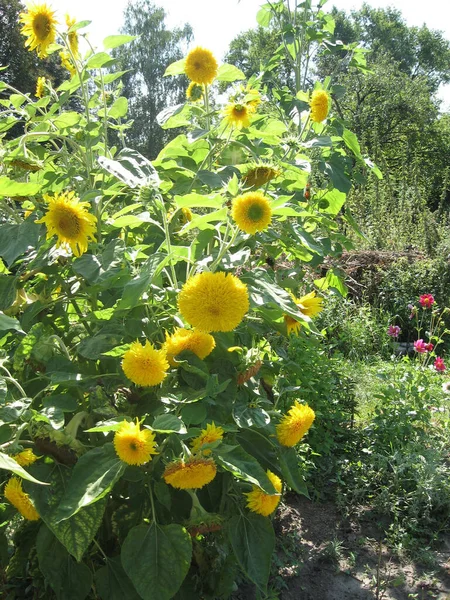 Group of blossoming decorative sunflowers illuminated by the sun in the garden — Stock Photo, Image