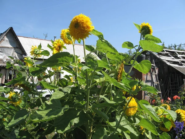 Group of blossoming decorative sunflowers illuminated by the sun in the garden — Stock Photo, Image