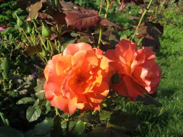 Flores de rosas anaranjadas en el rosal en el jardín en verano — Foto de Stock