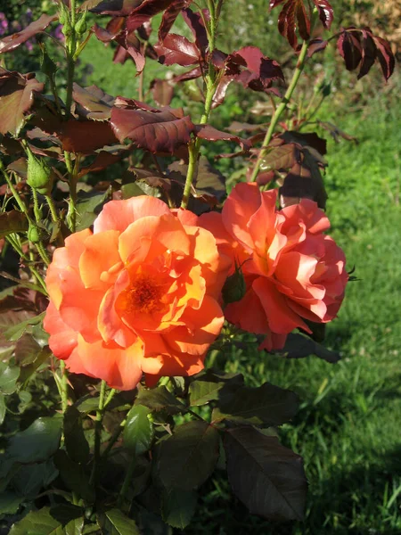 Bahçedeki gül dalında portakal gülleri. — Stok fotoğraf