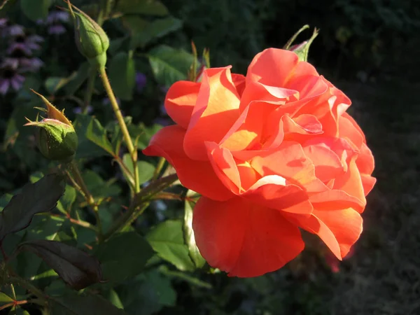 夏に庭のバラの茂みにオレンジのバラの花 — ストック写真