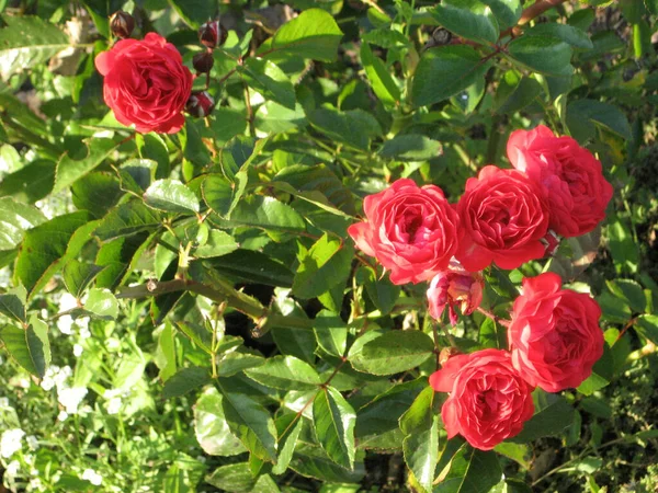 夏天，粉红色的玫瑰在花园里的玫瑰花丛上绽放 — 图库照片