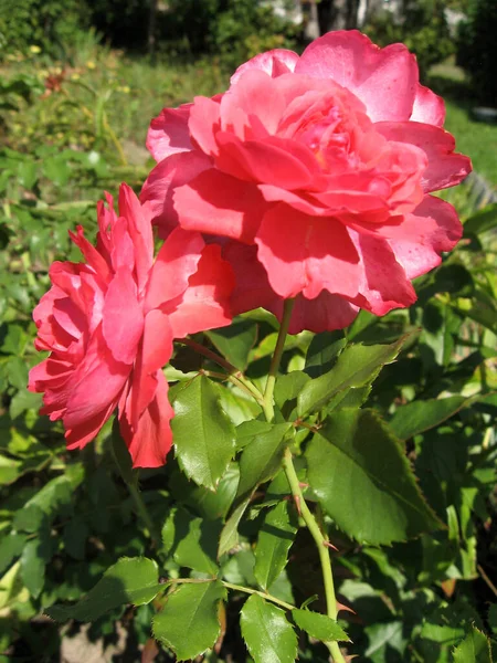 Rosa rosa rosa flores no arbusto de rosa no jardim no verão — Fotografia de Stock