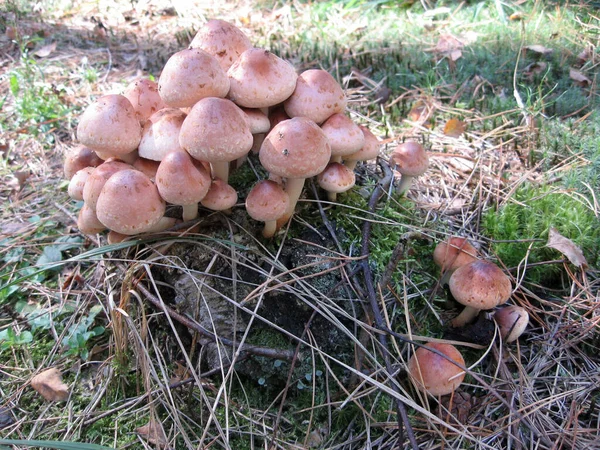 Svampar. Ukraina skogen är rik på svamp. — Stockfoto