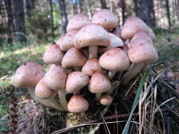 Cogumelos. Ucrânia floresta é rica em cogumelos . — Fotografia de Stock