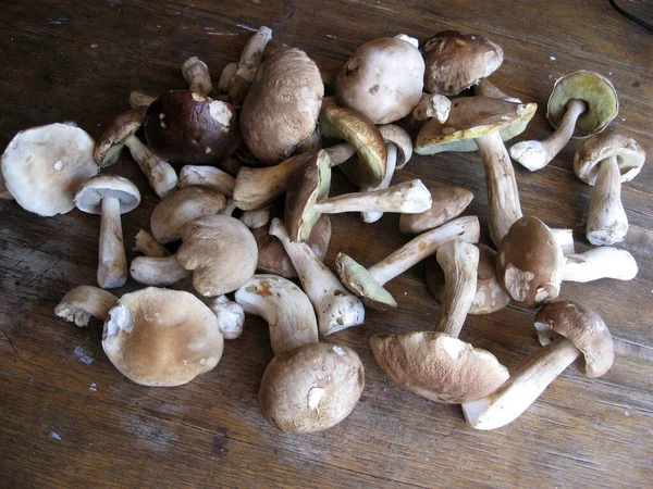 Fresh porcini mushrooms on rustic wooden background, side view — Stock Photo, Image