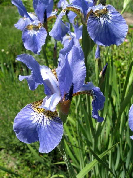 Bahçede renkli irisler, çok yıllık bahçe. Bahçıvanlık. Ukrayna Bahçesi 'ndeki mavi irislerden oluşan sakallı bir grup. İris Sibiryası — Stok fotoğraf