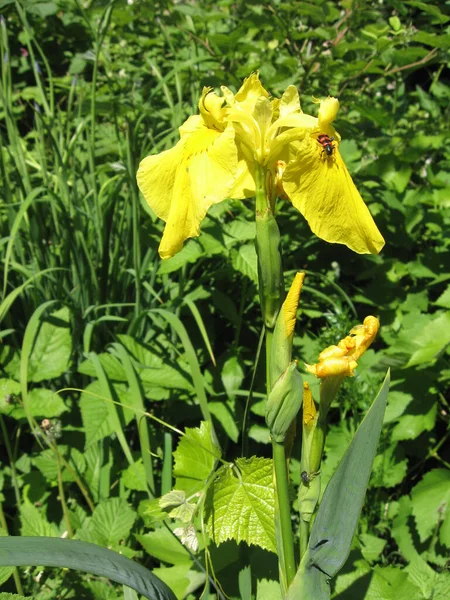 Kleurrijke irissen in de tuin, meerjarige tuin. Tuinieren. Baard iris Groep van gele irissen in de Oekraïense tuin. — Stockfoto